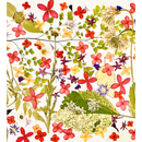Pressed Edible Flowers - Seasonal Half Sheet