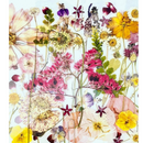 Pressed Edible Flowers - Seasonal Half Sheet