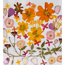 Pressed Edible Flowers - Seasonal Half Sheet