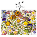 Pressed Edible Flowers - Seasonal Half Sheet