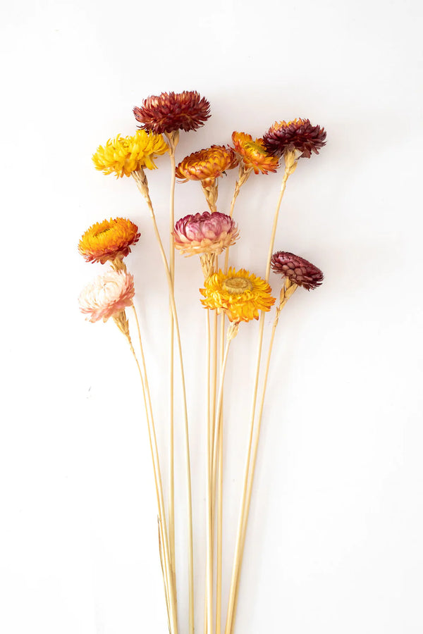 Floristry - Preserved Dried Straw Flowers (mixed)