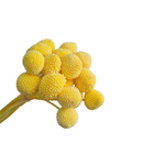 Floristry - Preserved Dried Billy Buttons - Yellow