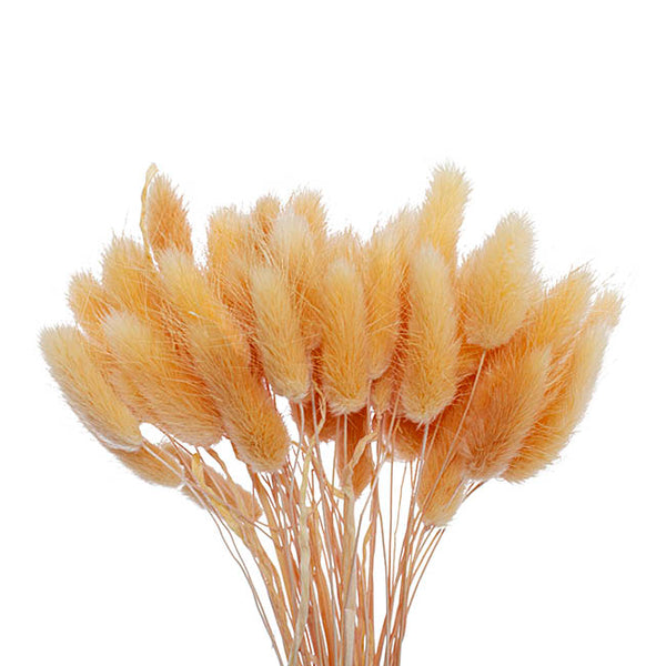 Floristry - Preserved Dried Bunny Tails - Champagne