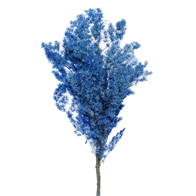 Floristry - Preserved Dried Ming Fern - Blue
