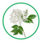 Elderflower Natural Flavour 30ml - Roberts