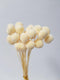Floristry - Preserved Dried Billy Buttons - White