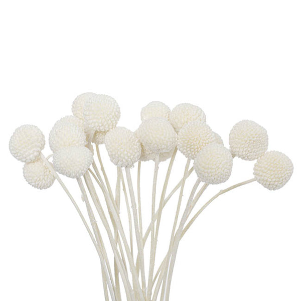 Floristry - Preserved Dried Billy Buttons - White