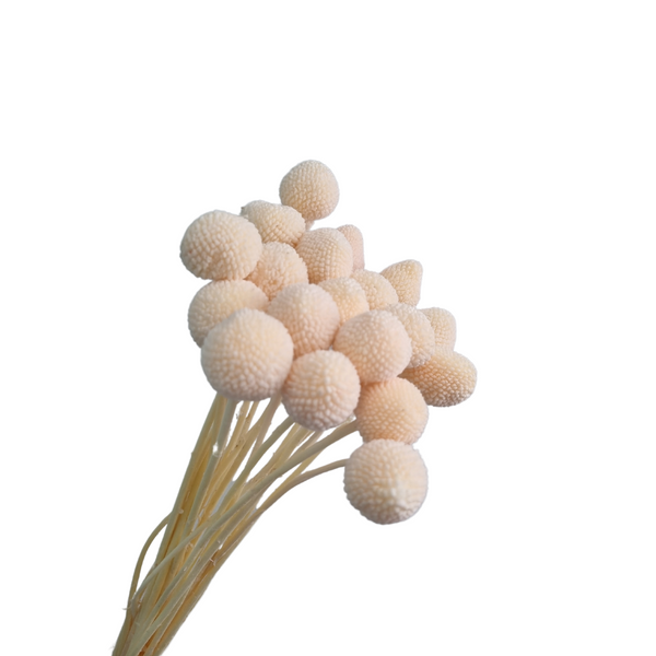 Floristry - Preserved Dried Billy Buttons - Champagne