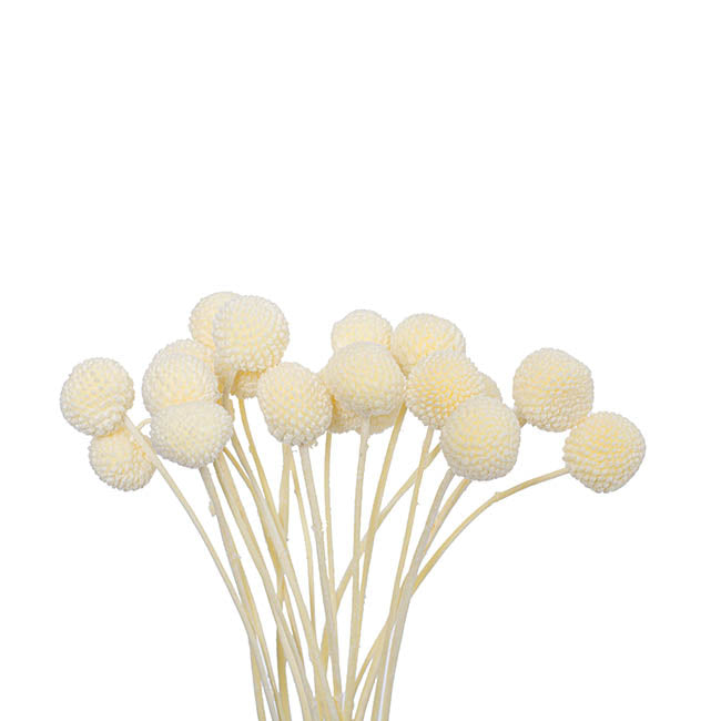Floristry - Preserved Dried Billy Buttons - Champagne