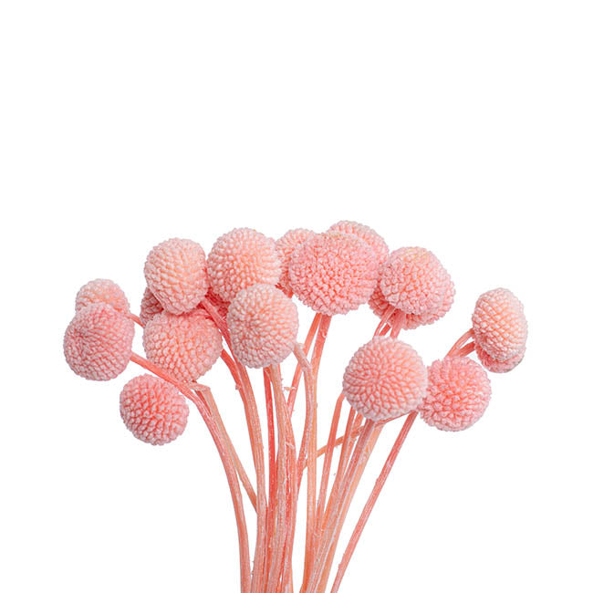 Floristry - Preserved Dried Billy Buttons - Soft Pink