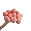 Floristry - Preserved Dried Billy Buttons - Soft Pink