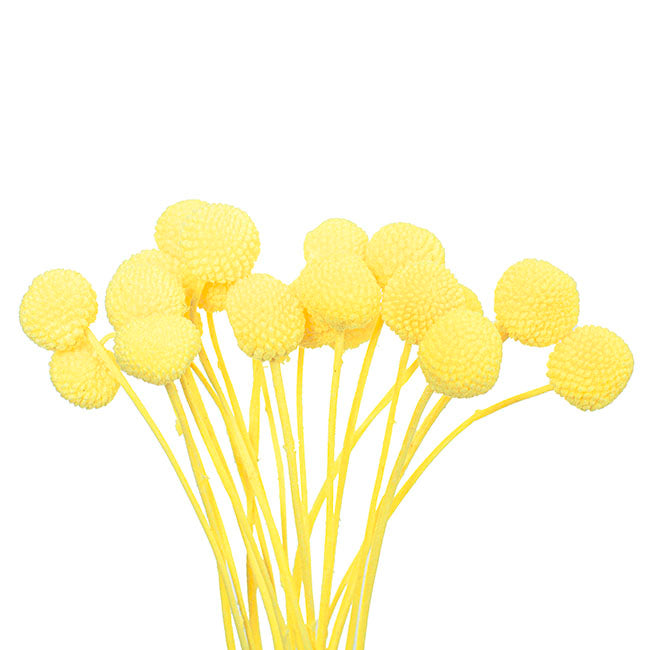 Floristry - Preserved Dried Billy Buttons - Yellow