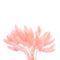 Floristry - Preserved Dried Bunny Tails - Light Pink