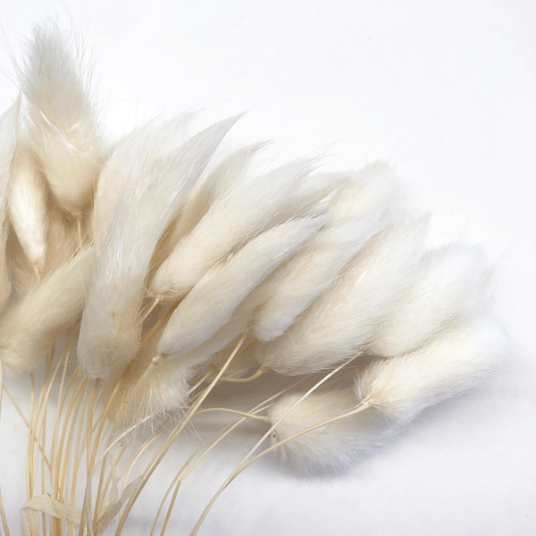 Floristry - Preserved Dried Bunny Tails - White