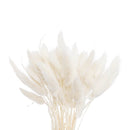 Floristry - Preserved Dried Bunny Tails - White