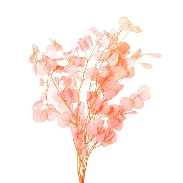 Floristry - Preserved Dried Apple Leaves - Candy Pink
