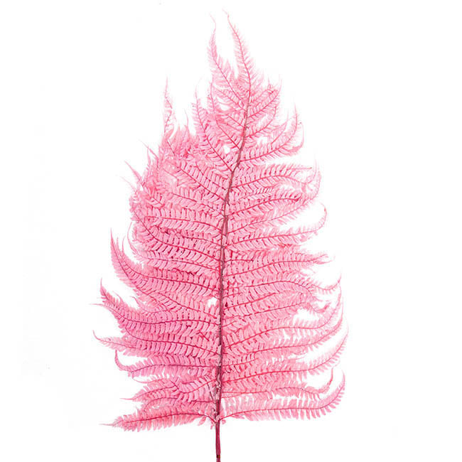 Floristry - Preserved Dried Leatherleaf Fern - Dusty Pink