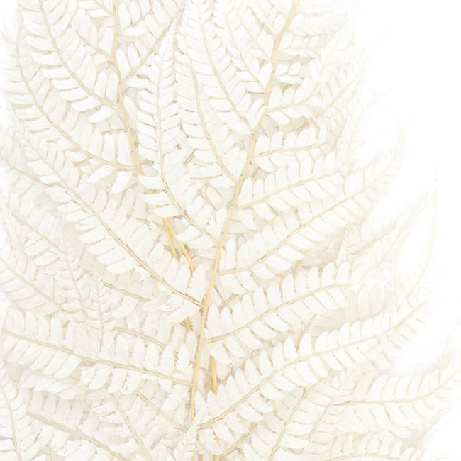 Floristry - Preserved Dried Leatherleaf Fern - White