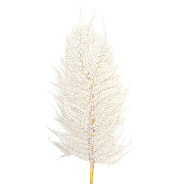 Floristry - Preserved Dried Leatherleaf Fern - White