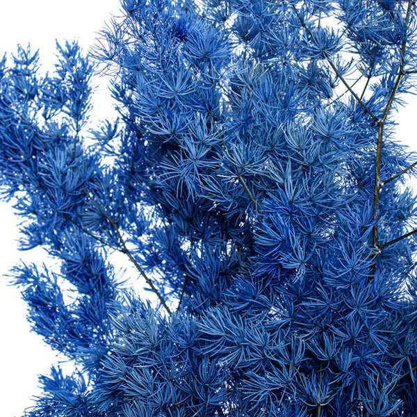 Floristry - Preserved Dried Ming Fern - Blue