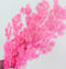 Floristry - Preserved Dried Ming Fern - Pink