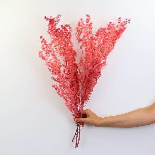 Floristry - Preserved Dried Ming Fern - Pink