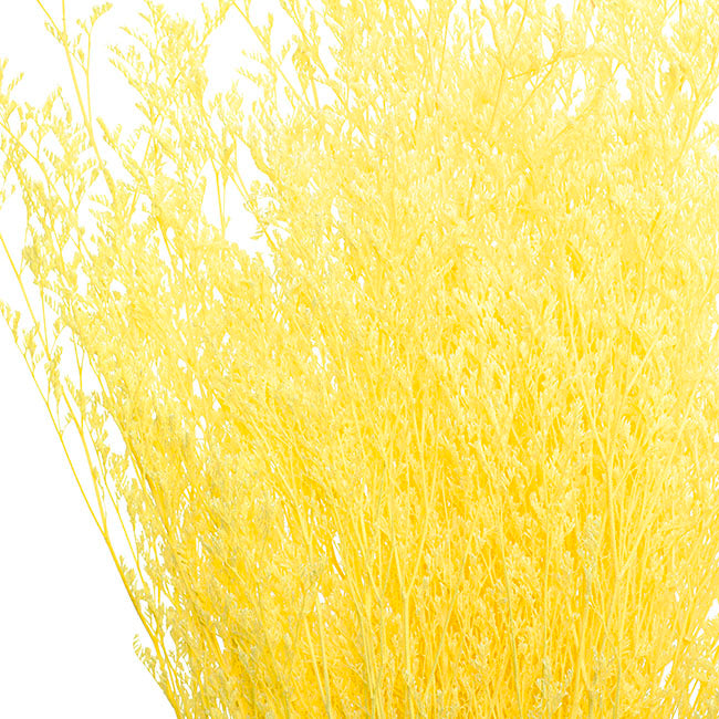 Floristry - Preserved Dried Sea Lavender - Yellow