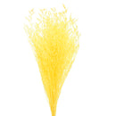 Floristry - Preserved Dried Sea Lavender - Yellow