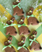 Cookie Cutter - 5 inch Sitting Rabbit with recipe card
