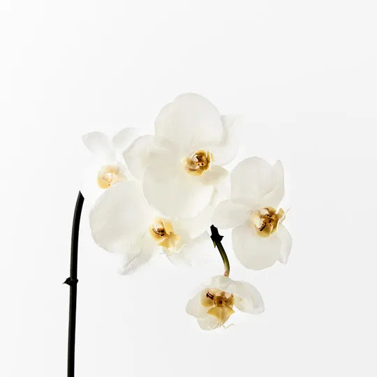 Floristry -White Phalaenopsis Orchid - Artificial Flowers