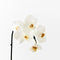 Floristry -White Phalaenopsis Orchid - Artificial Flowers