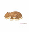 Wombat Cookie Cutter & Recipe Card